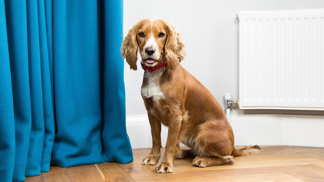 Can a 5 month old male store puppy get a female dog pregnant